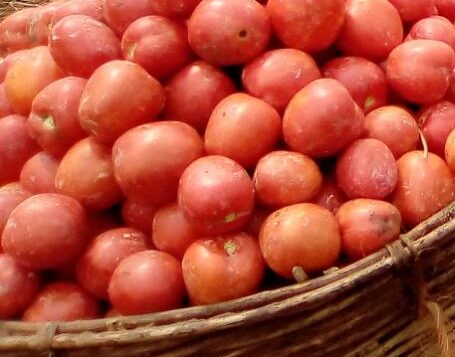Fresh Tomatoes