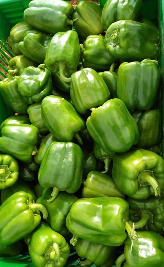 Fresh Green Pepper